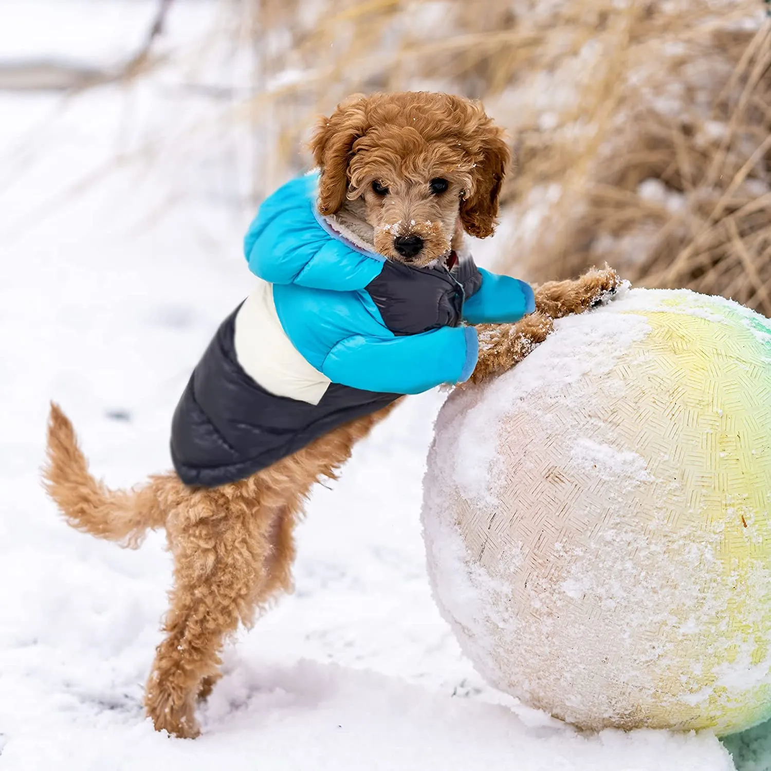 Ozzie Dog Winter Coat - Cozy, Chic Protection for Your Pup