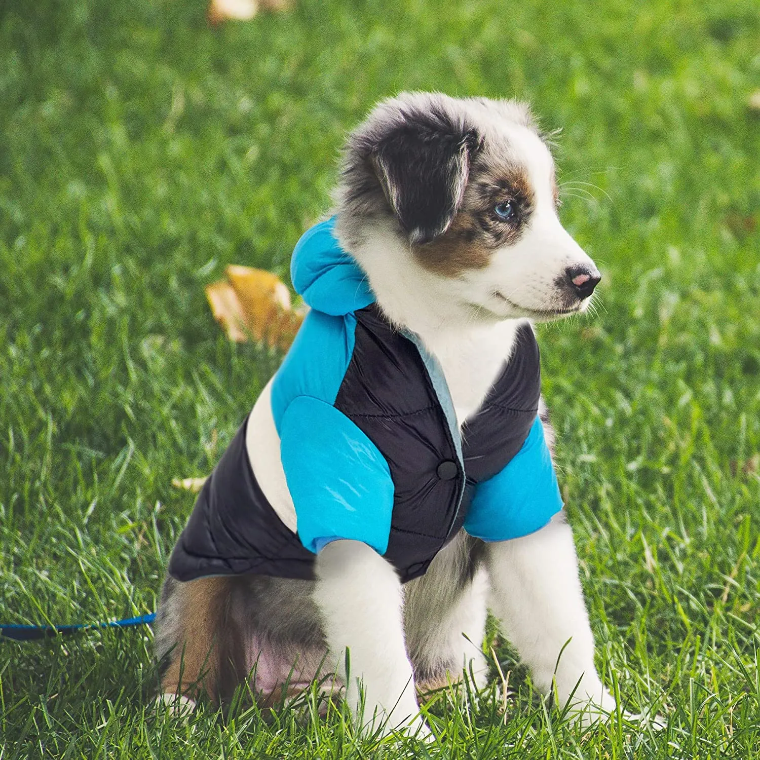 Ozzie Dog Winter Coat - Cozy, Chic Protection for Your Pup